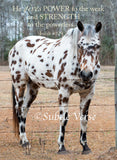 Spotted Horse - Magnet and Deluxe Magnet
