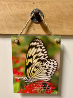 SALE - Seeking Butterfly 11x14 Rope