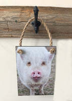 Overstock Beautiful Pig - Ropes