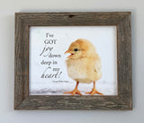 Chick - Canvas Framed in Barn Wood