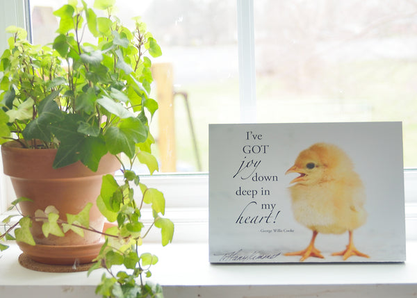 Chick - Ready to Hang Plaque