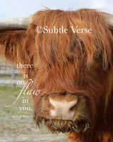 Highland Cow - Prints