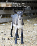 Cheerful Goat - Canvas Framed in Barn Wood