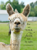 Walk by Faith Alpaca - Canvas Framed in Barn Wood