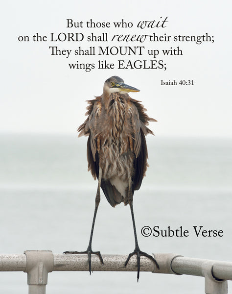Eagle - Magnet and Deluxe Magnet