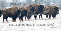 Enduring Bison