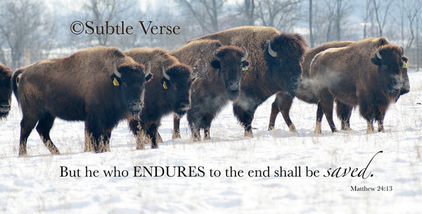 Bison Enduring - Ready to Hang Plaque