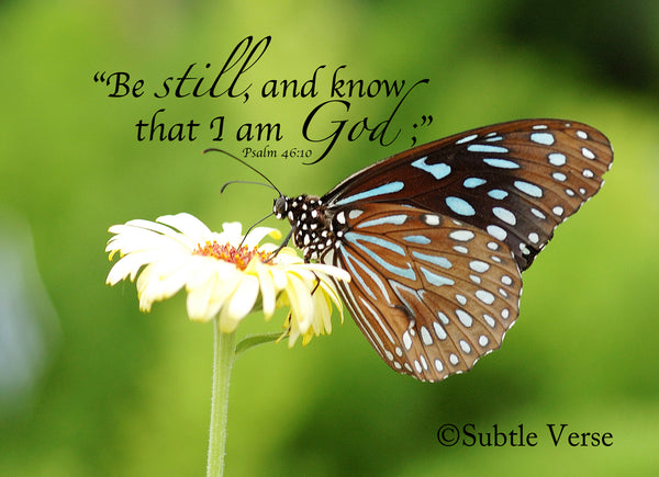 Be Still Butterfly - Prints