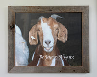 Oops - The Happy Goat framed in Barn Wood - 16x20