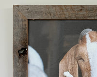 Oops - The Happy Goat framed in Barn Wood - 16x20