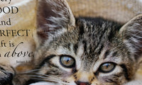 Oops!  Frankie the Cat 2 - Ropes