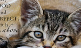 Oops!  Frankie the Cat 2 - Ropes